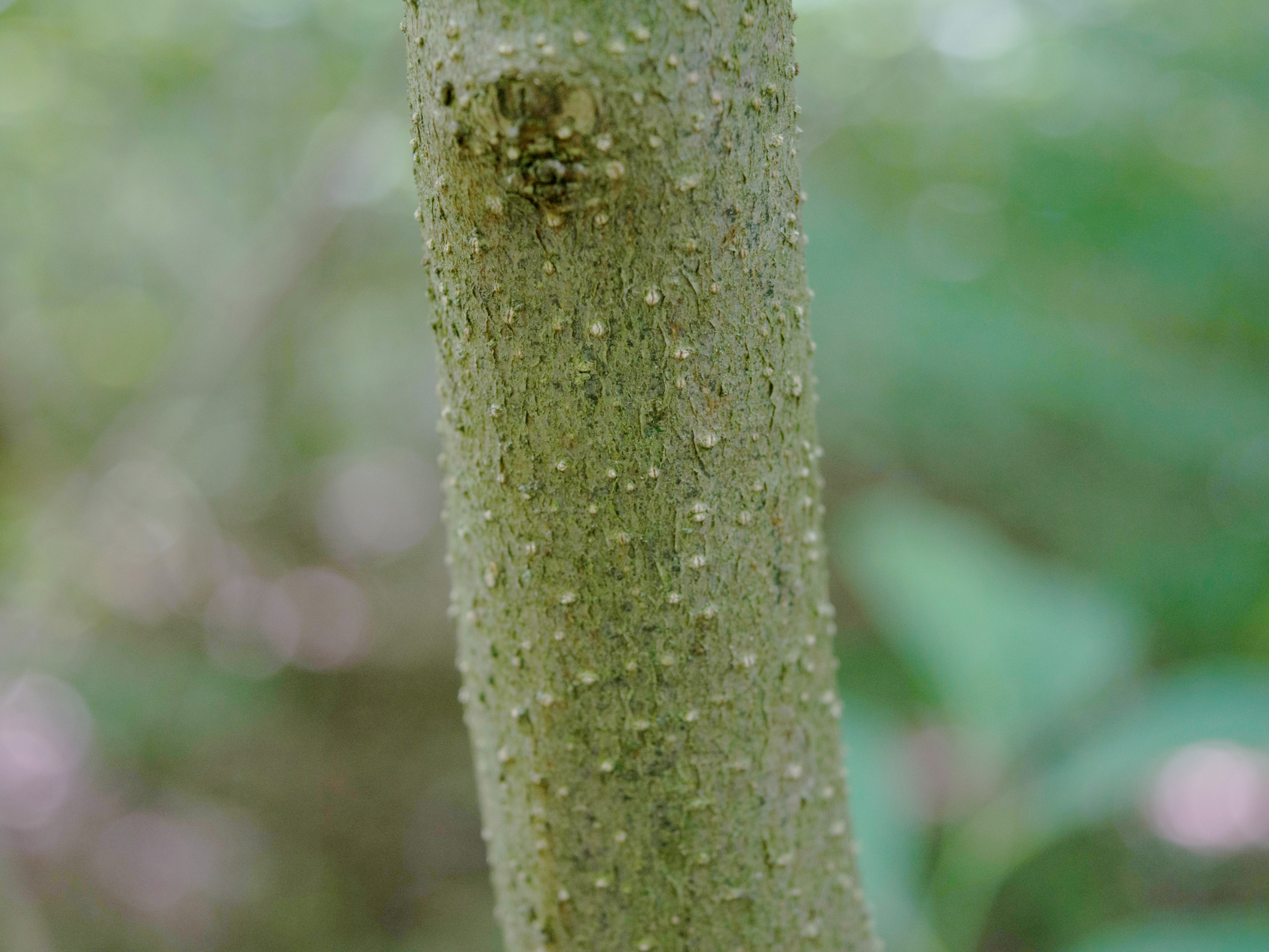 Spicebush bark  |  Hillside and Holler - Stories from Appalachia