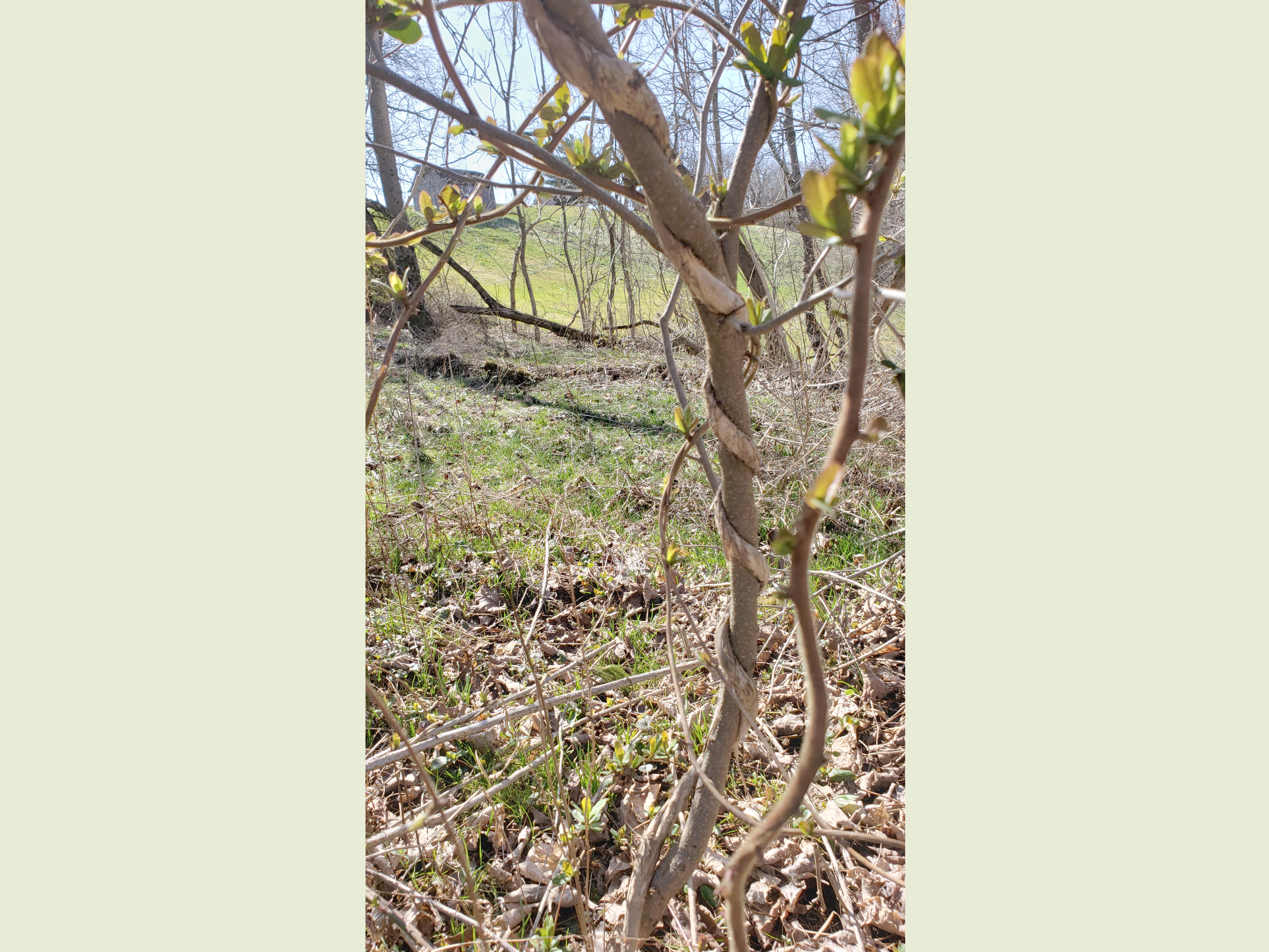 Japanese Honeysuckle wrapped around a spicebush.  |  Hillside and Holler - Stories from Appalachia