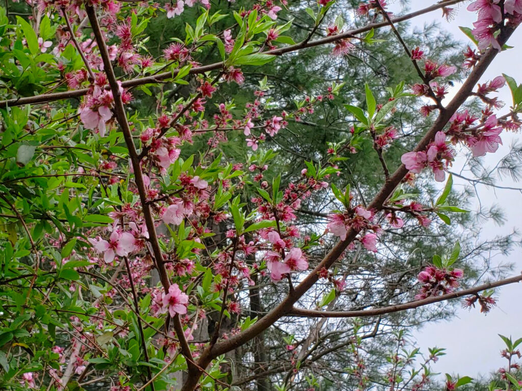 Flower Almond  |  Hillside and Holler - Stories from Appalachia