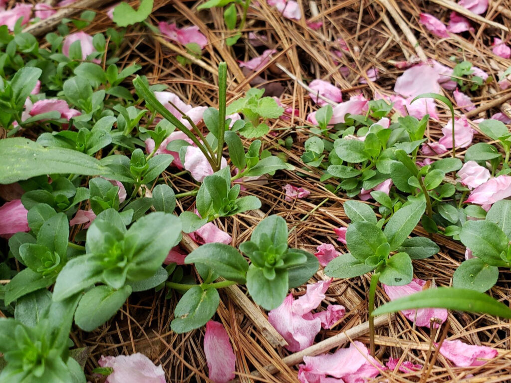 Flowering Almond Petals among the chickweed and pine needles  |  Hillside and Holler - Stories from Appalachia